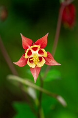 Fototapeta premium close up of columbine