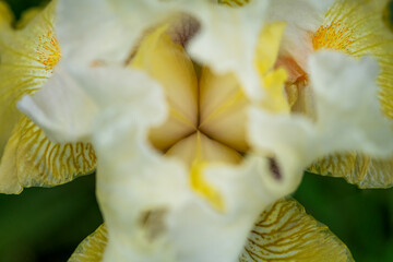 close up of yellow iris