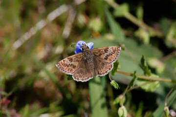 A Dingy Skipper Butterfly nectaring on a blue flower.