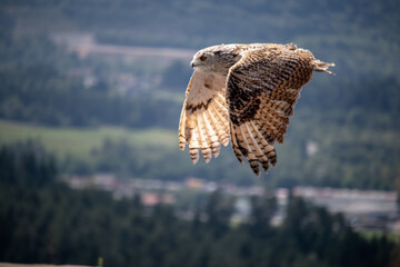 View of a starting, flying snowy owl against a forest and mountain background with blue sky