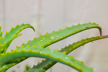 Close Up of Aloe Vera/Babosa Medicinal Plant With Water Drops