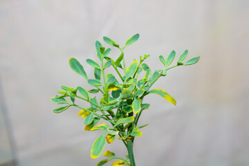 rue plant With Yellow Pigments,Isolated In a White Background