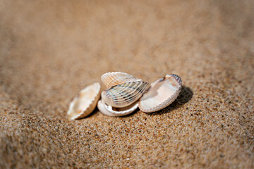 Fototapeta na wymiar Close up of shells on sand shore with blurred sea background