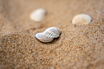 Fototapeta na wymiar Close up of shells on sand shore with blurred sea background