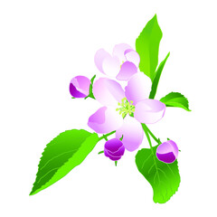 Apple blossom. Isolate White and pink spring flowers. Vector illustration on a white background.