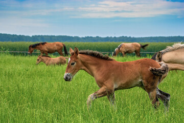 A herd of horses grazes on a farm field. Photographed close-up.