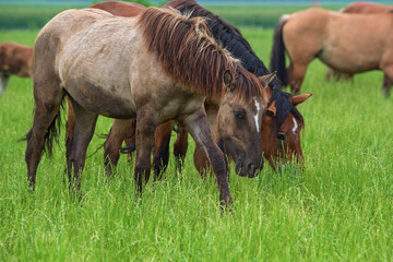 A herd of horses grazes on a farm field. Photographed close-up.
