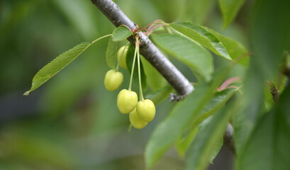ripening cherries on the tree in spring,blur background