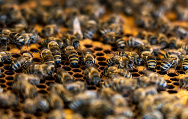 close up of a honeycomb filled with honey bees continuing to bring honey