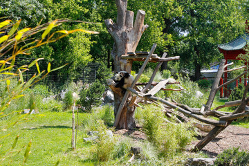 The giant panda, also known as panda bear or simply panda at Berlin Zoo