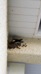 nid d'hirondelle © toutouchien02440