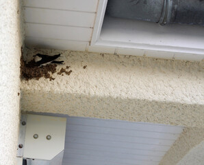 nid d'hirondelle © toutouchien02440