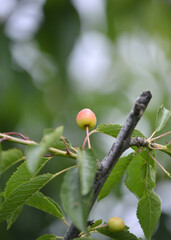 ripening cherries on the tree in spring,blur background