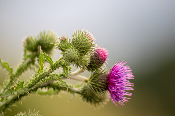 DistelinGarden03