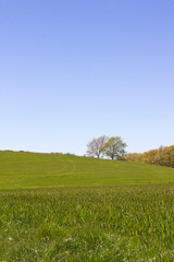 wheat field