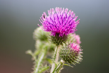 DistelinGarden05