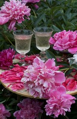 Flower peonies from the Garden of Eden. They have a divine aroma. They fascinate and inspire.