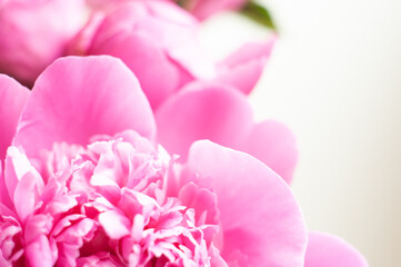 Pink peonies close-up on a white background. Macro photo. Selective focus.