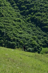 green forest with meadows on summer time