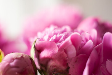 Pink peonies close-up on a white background. Macro photo. Selective focus.