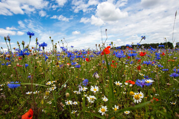 colorful filed of summer flowers