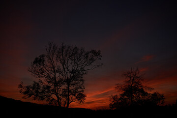 Obraz na płótnie Canvas Tree and a colorful sunset