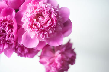 Pink peonies close-up on a white background. Macro photo. Selective focus.