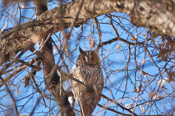 owl sitting on a branch
