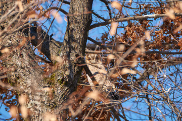 owl sitting on a branch