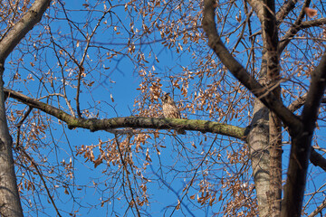 owl sitting on a branch