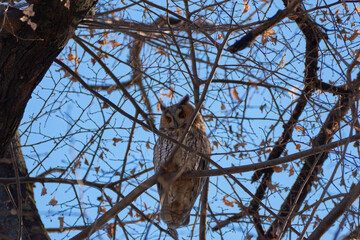 owl sitting on a branch