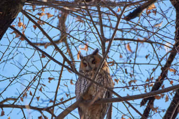 owl sitting on a branch
