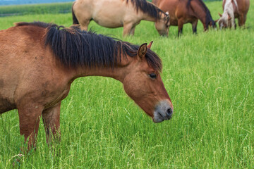 Obraz premium A lone horse grazes on a farm field. Photographed close-up.