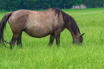 A lone horse grazes on a farm field. Photographed close-up.