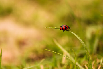 ladybug on a blade of grass
