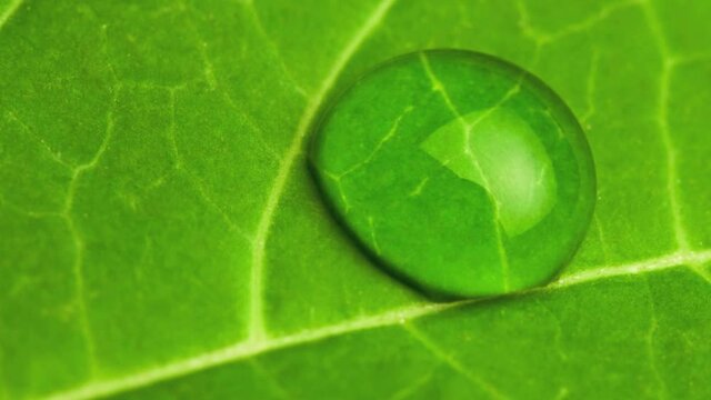 Close up of a leaf showing veins and single water droplet