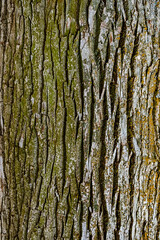Obraz premium close-up of the rough bark of an tree trunk