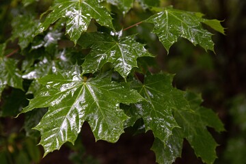 Wet maple leaves on a rainy day