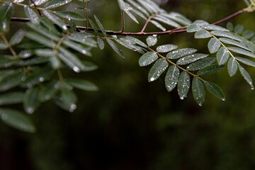 Green long leaves in a German Forrest with raindrops on a rainy day