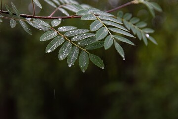 Green long leaves in a German Forrest with raindrops on a rainy day
