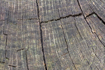 Texture, old oak hemp slice. Background cover oak cut