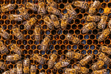 close up of a honeycomb filled with honey bees continuing to bring honey