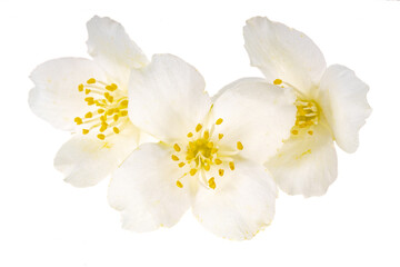 heap of jasmine flowers isolated on white background