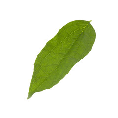 single green leaf of jasmine isolated on white background
