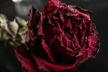 dried red rose with drops on a black background. close up. copy space, side view horizontal orientation