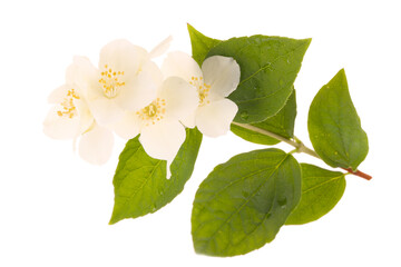 branch of jasmine flowers with green leaves isolated on white background