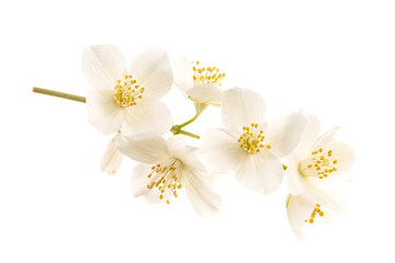 Naklejka na ściany i meble branch of jasmine flowers isolated on white background