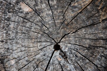 Texture of old felled wood, wood rings.