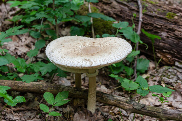 Macrolepiota procera or Speckled Mushroom growing in an oak forest