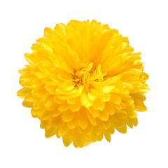 Yellow chrysanthemum head flower isolated on white background. Creative autumn concept. Floral pattern, object. Flat lay, top view